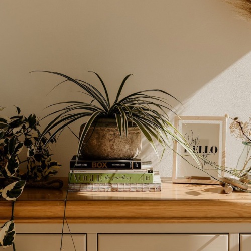 a table with plants on top